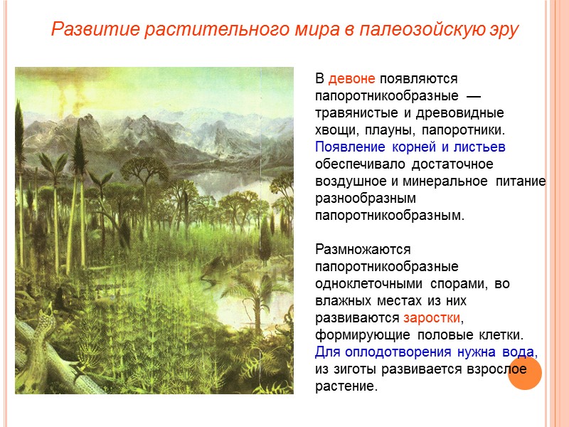 В девоне появляются папоротникообразные — травянистые и древовидные хвощи, плауны, папоротники. Появление корней и